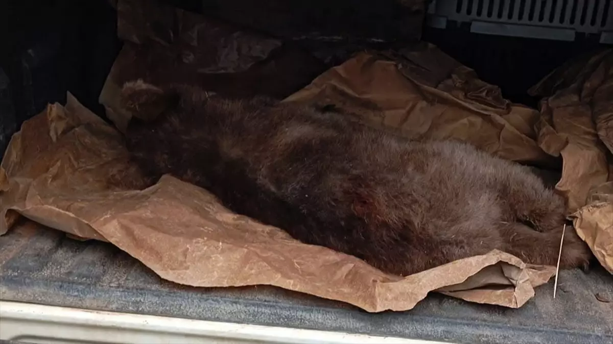 Karabük’te Ağaçta Mahsur Kalan Ayı Yavrusu Kurtarıldı