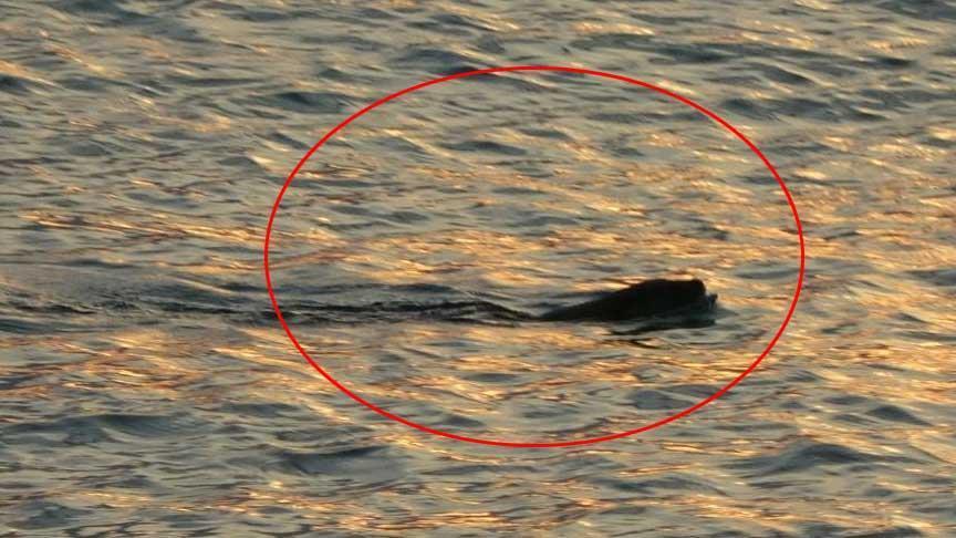 Karadeniz'de tedirgin eden görüntü! Uzmanı konuştu: Güçlü bir yırtıcı, insana da saldırabilir