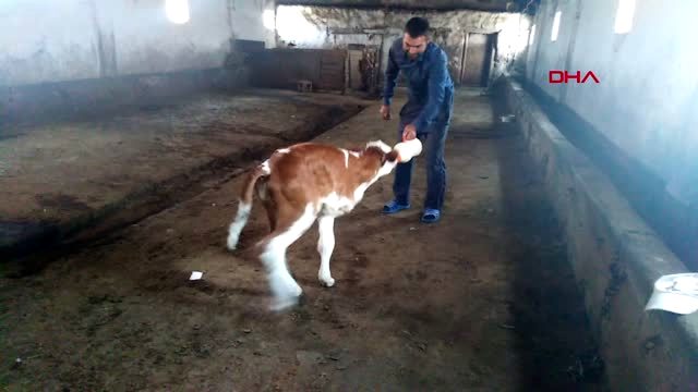 Kars 3 ayaklı buzağıya protez bacak yapılmasını istediler