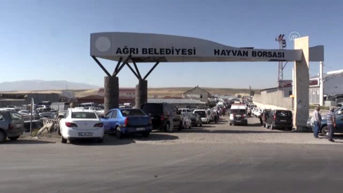 Kars Erzurum ve Ardahan'da hayvan pazarları en hareketli günlerini yaşıyor