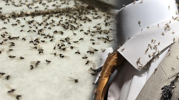 Kars'ı karasinekler bastı, esnaf ne yapacağını şaşırdı!