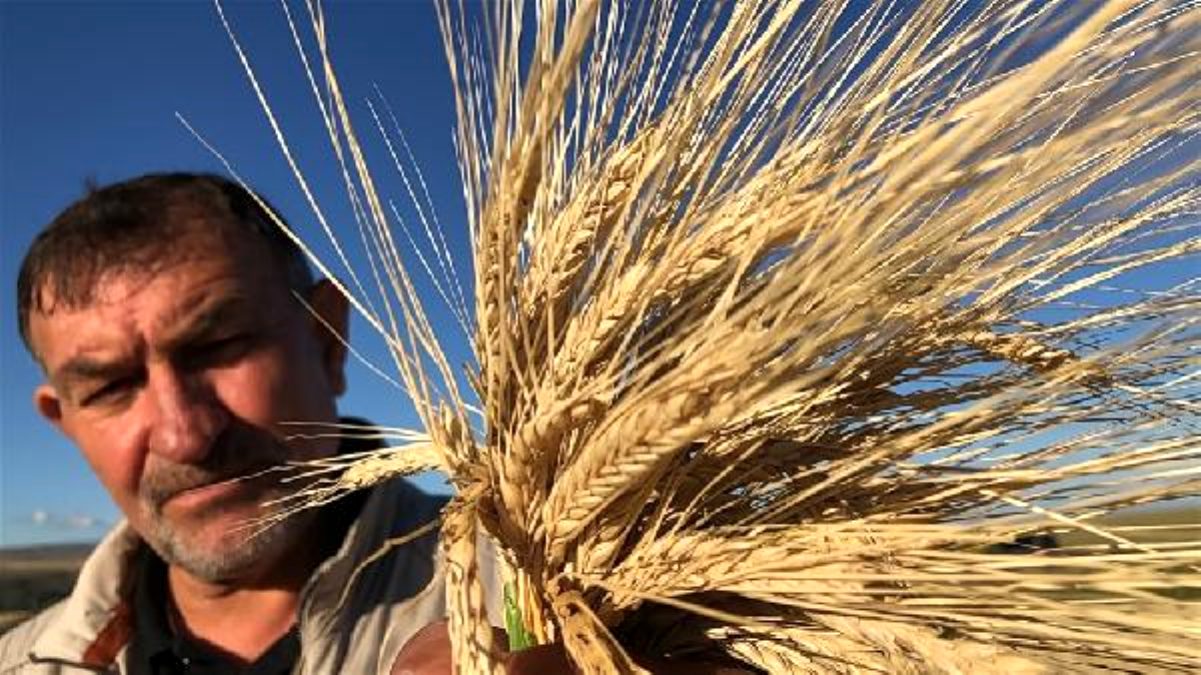 Kars'ın 'ata tohum'ları yaygınlaştırılıyor