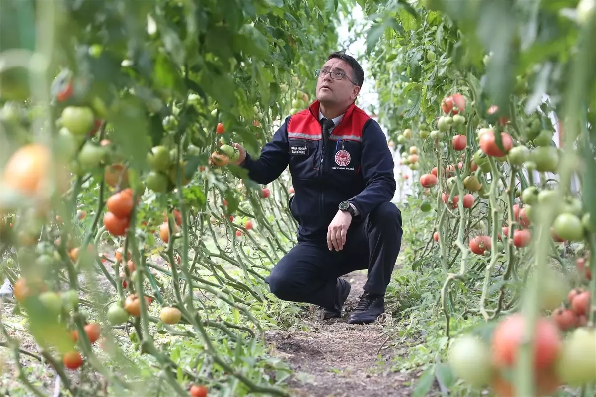 Kars'ın Dondurucu Soğuğunda Yeşeren Umut: Selim'de Ziraat Mühendislerinden Örnek Sera