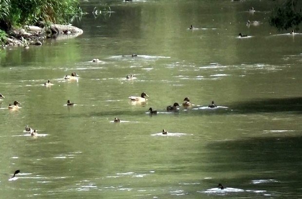 Karslılar Dereiçi bölgesinin ava yasaklanmasını istiyor