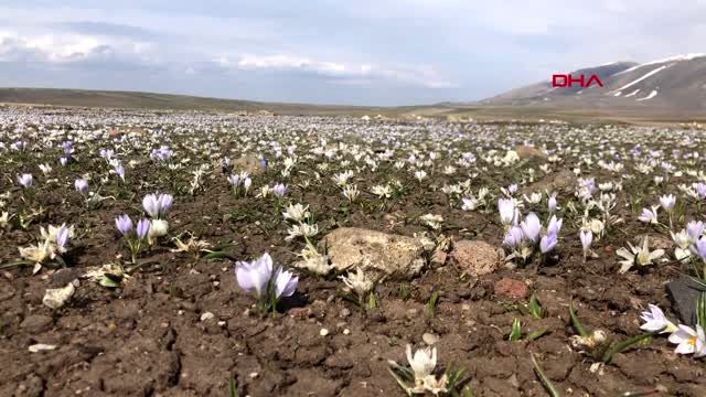 Kars'ta Kardelenlerin renk cümbüşü