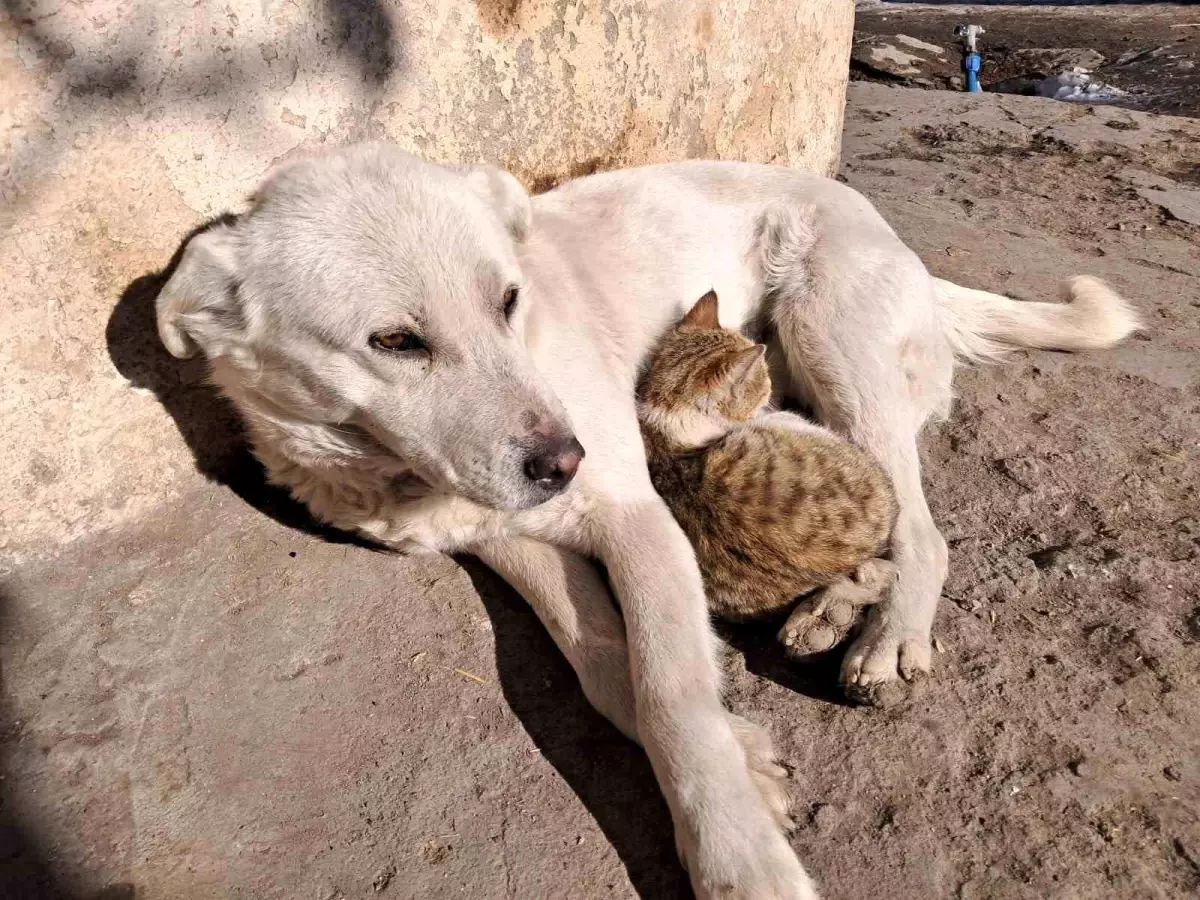 Kars'ta Kedi ve Köpeğin Sımsıcak Dostluğu Kameralara Yansıdı