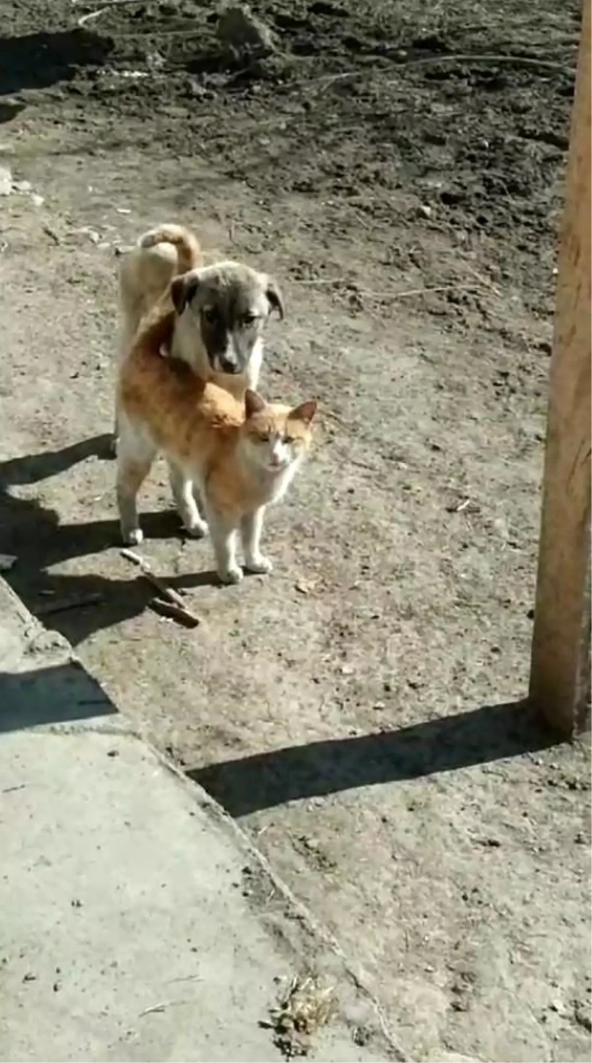 Kars'ta Kedi ve Köpekten Yürek Isıtan Dostluk