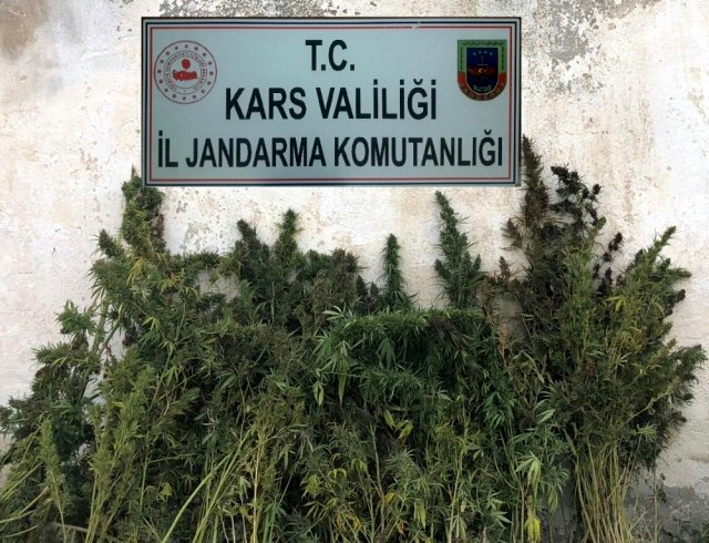 Kars'ta kenevir ele geçirildi