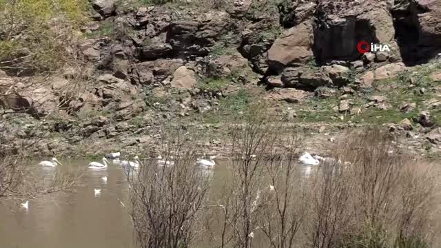 Kars'ta Pelikanların avlanması kameralara yansıdı