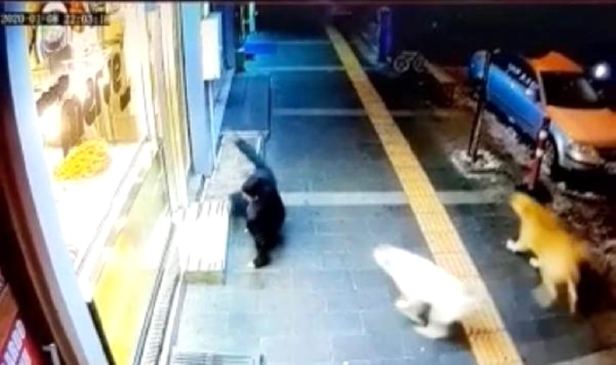 Kars'ta sokak köpekleri tehlike saçıyor