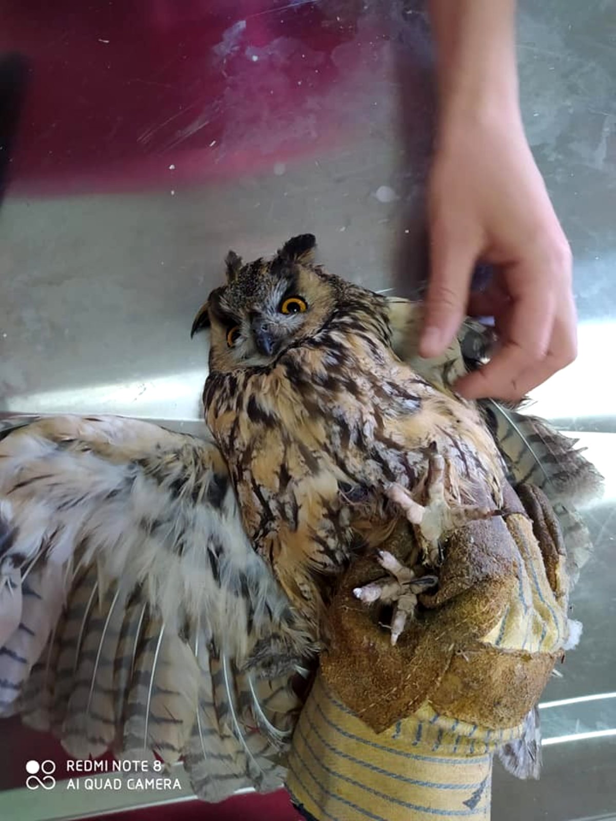 Kars'ta yaralı Kulaklı Baykuş tedavi altına alındı