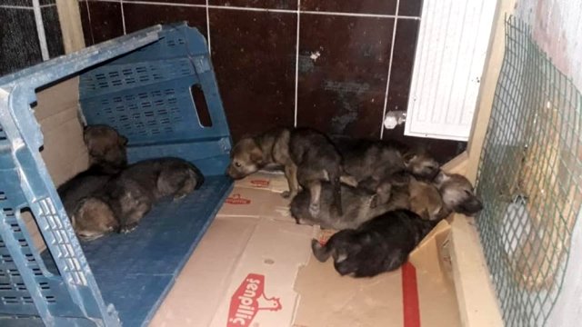 Kars'ta yavru kurtlar emin ellerde