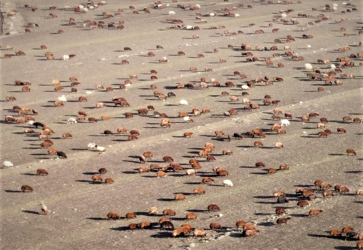 Kars'tan Iğdır'a göçerlerin zorlu yolculuğu sürüyor