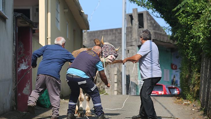 Kızgın boğa dehşeti yaşattı: Kasabın ölümden döndüğü anlar kamerada
