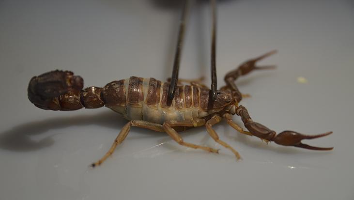 Konya'da yeni keşif! 'Kanser çalışmalarının tedavisinde kullanılması amaçlanıyor'