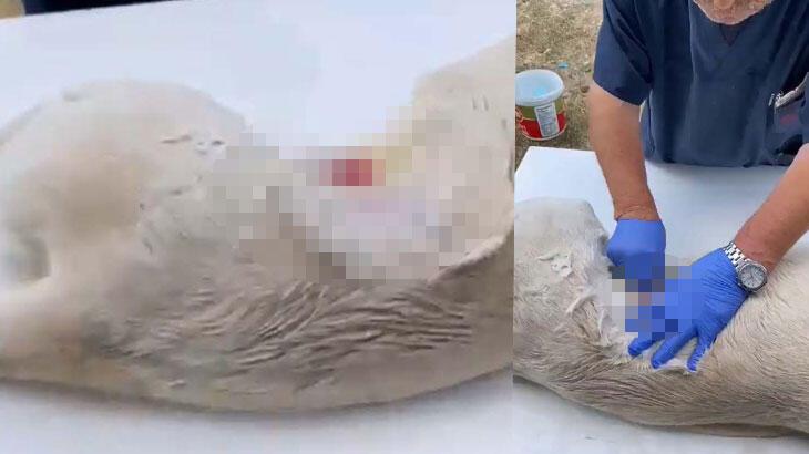 Köpeğe anestezisiz kısırlaştırma operasyonu iddiasına soruşturma