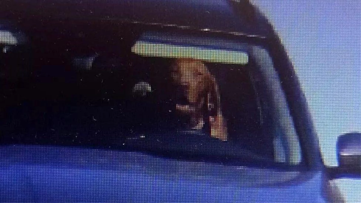 Köpeği direksiyon başında görüntülenen sürücüye para cezası