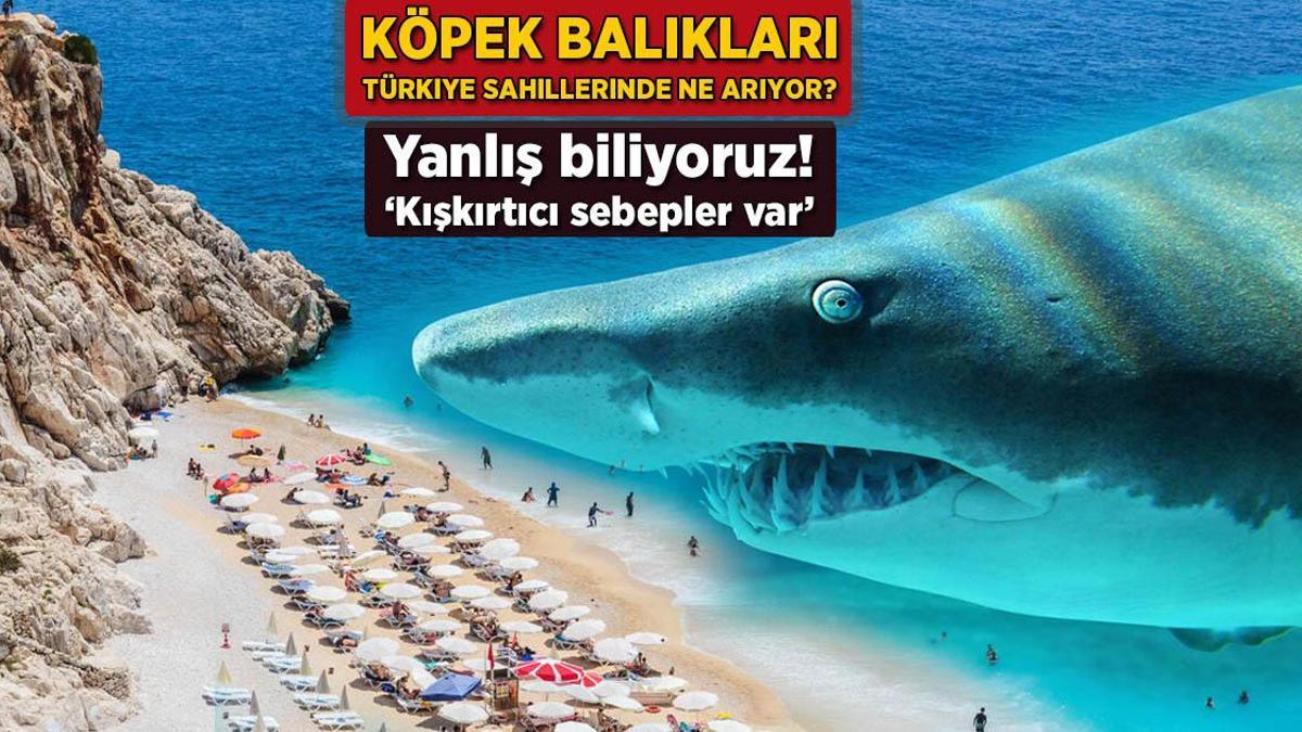 Köpek balıkları Türkiye kıyılarında neden var? Yanlış biliyoruz: 'Kışkırtıcı sebepler var'