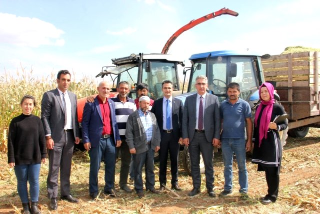 Köse'de ilk kez ekilen silajlık mısırda hasat yapıldı