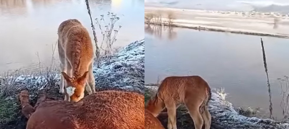Kura Nehri Kıyısında Yürek Burkan Manzara: Ölen Annesinin Başından Bir An Olsun Ayrılmadı