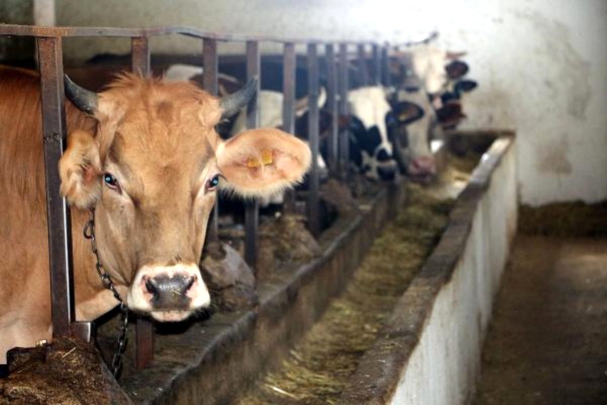 Kurbanlık hayvanlarda 'kene' riski