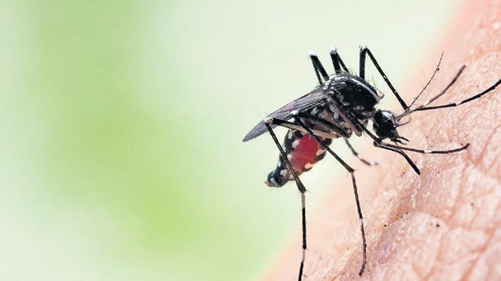 Küresel Isınma Avrupa’da Tropikal Tehditleri Artırıyor: Asya Kaplan Sivrisineği Alarmı
