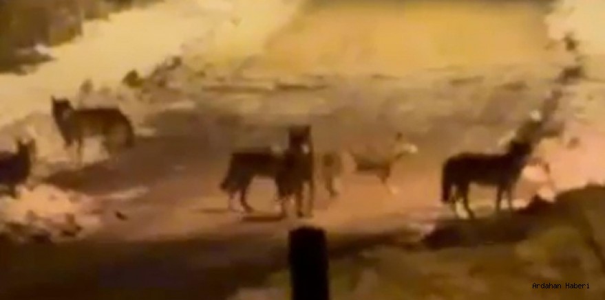 Kurt Sürüsü Gece Saatlerinde Posof İlçe Merkezine İndi