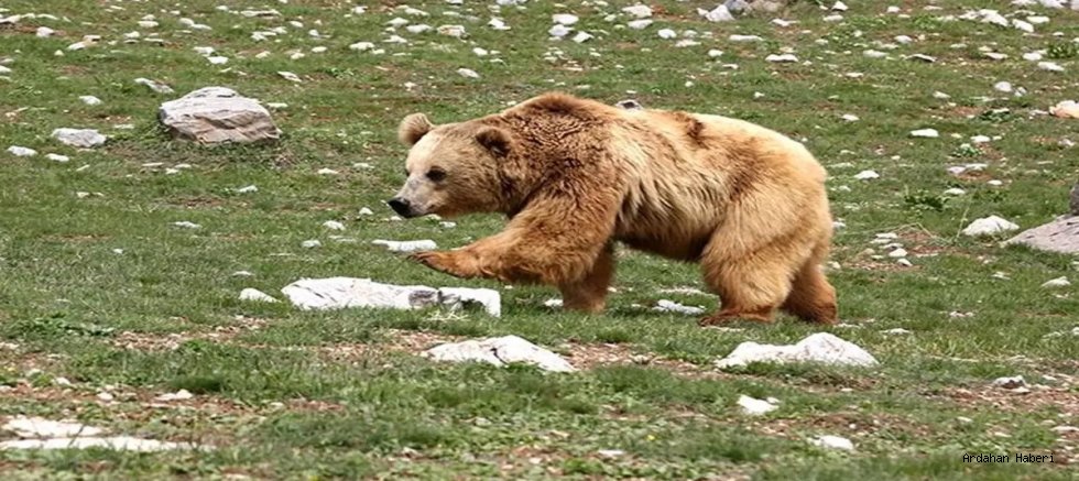 Ardahan da 22 yaşındaki genç, ayı saldırısına uğraması sonucu hayatını kaybetti.