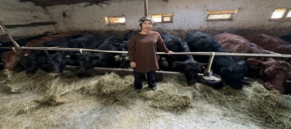 Ardahan’da 90 Üreticiye 1350 Büyükbaş Hayvan Hibe Ediliyor