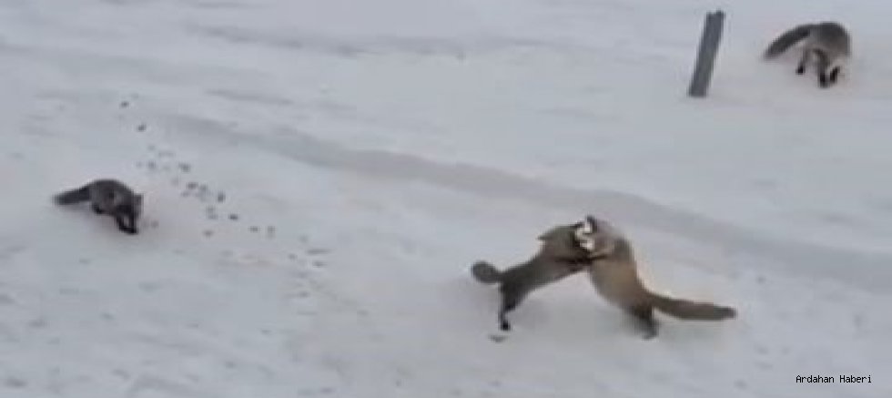 Ardahan’da Aç Kalan Tilkiler Karayolları Ekiplerince Beslendi: Ekmek Mücadelesi Kamerada