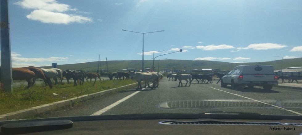 Ardahan’da anayola sık sık çıkan başıboş atlar, trafik kazalarına davetiye çıkartıyor
