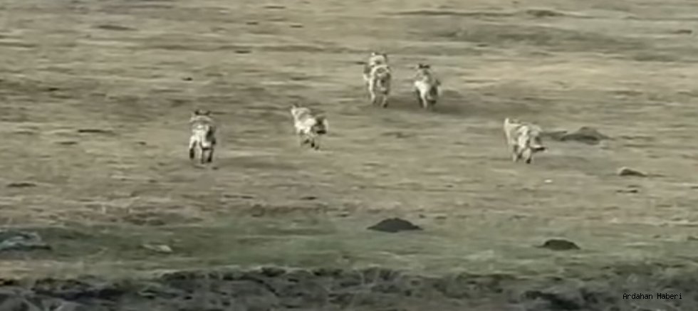 Ardahan’da Bahar Müjdesi: Kar Çiçekleri Açtı, Kurtlar Sahneye Çıktı