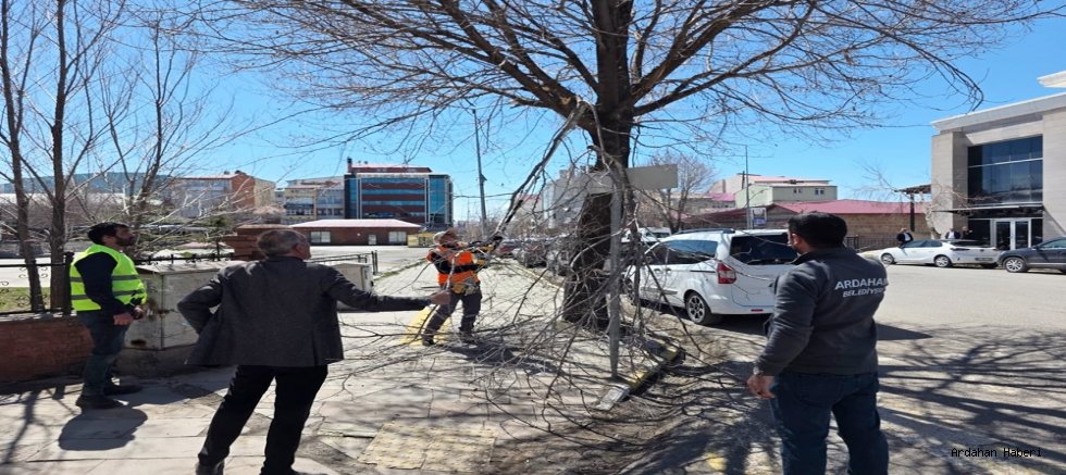 Ardahan’da Bahar Temizliği: Belediye Ağaç Budama Mesaisini Artırdı