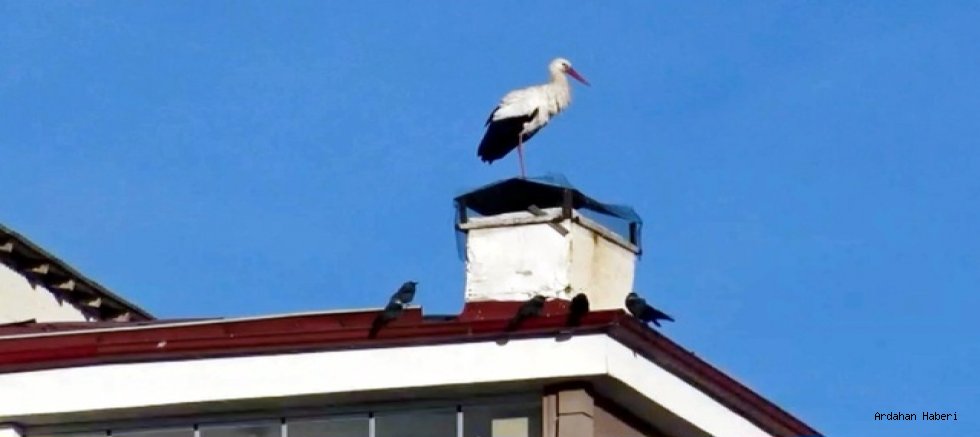 Ardahan’da Baharın Müjdecisi Leylekler Bu Yıl Erken Geldi