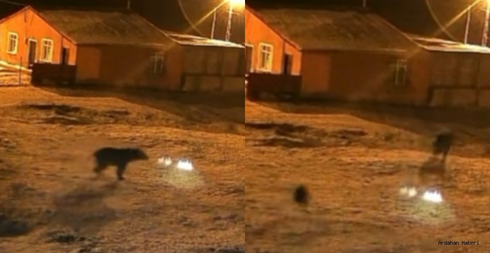 Ardahan'da bahçeye giren ayı köpeklerin saldırısına uğradı