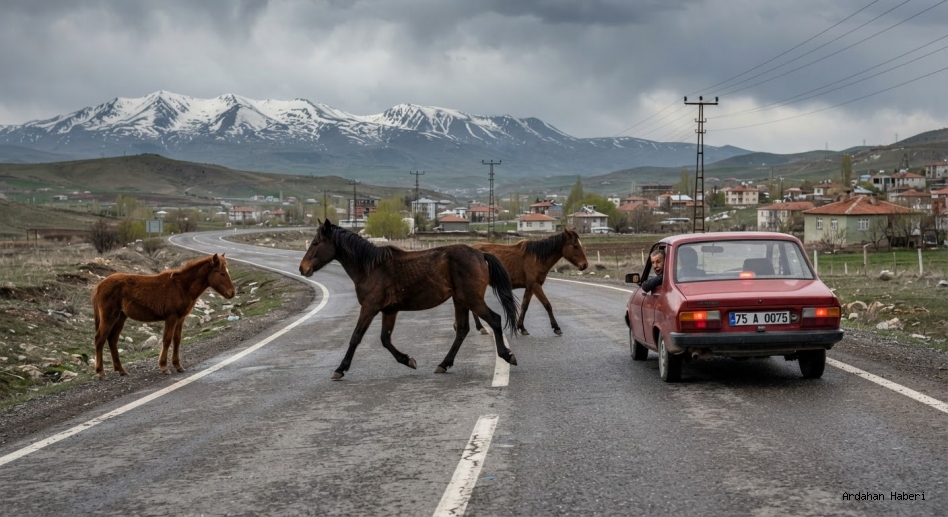 Ardahan’da Başıboş Atlar Tehlike Saçıyor