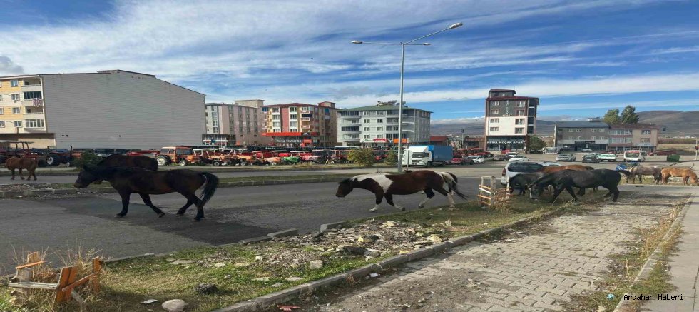 Ardahan’da Başıboş Atlar Trafik Güvenliğini Tehdit Ediyor