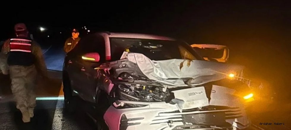 Ardahan da Başıboş hayvan sorunu trafik güvenliğini tehdit ediyor