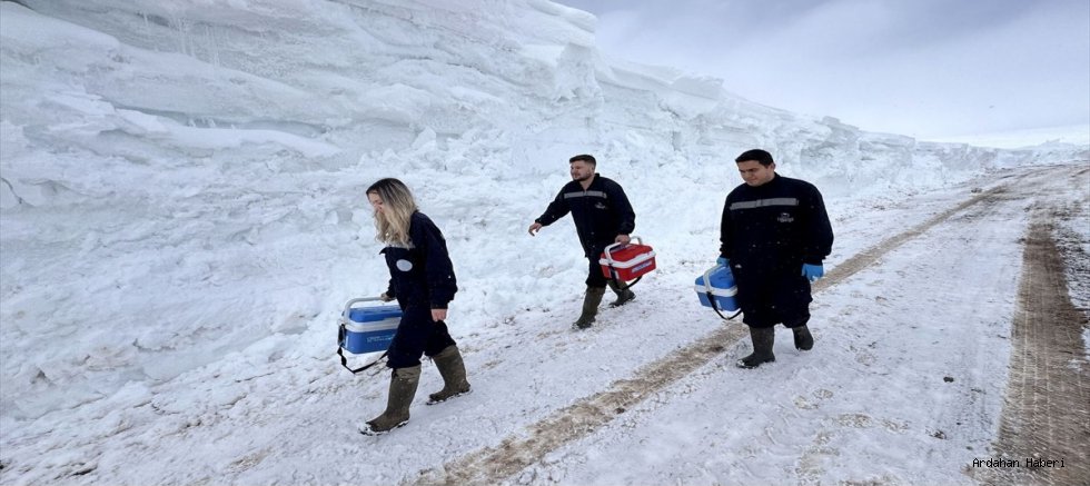 Ardahan'da Beyaz Esaret Altında Şifa Mesaisi: Veterinerlerin Kar ve Tipiyle İmtihanı