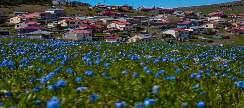 Ardahan’da Beyaz Örtü Yerini Renk Cümbüşüne Bıraktı: Yaylalarda Bahar Mesaisi Başladı