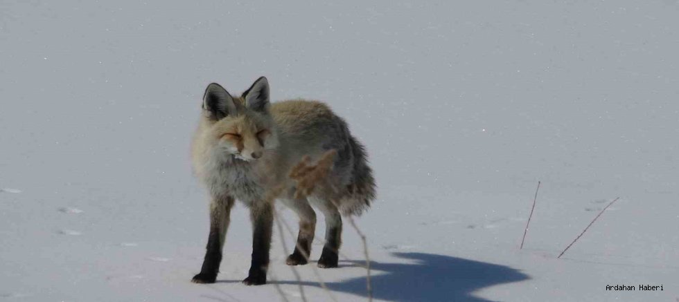 Ardahan’da Beyaz Sessizlik: Tilkinin Kar Üzerindeki Huzur Anları