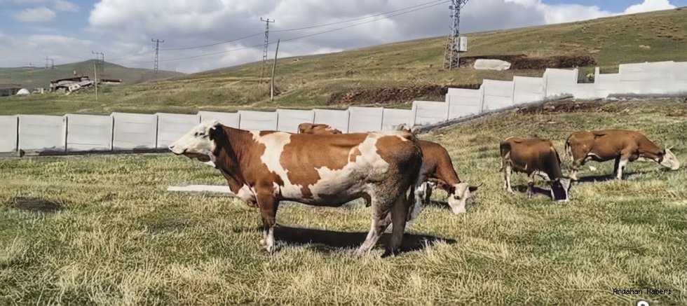 Ardahan da Çalınan 8 Büyükbaş Hayvan Göle Kuytuca Köyü Kırsalında Bulundu