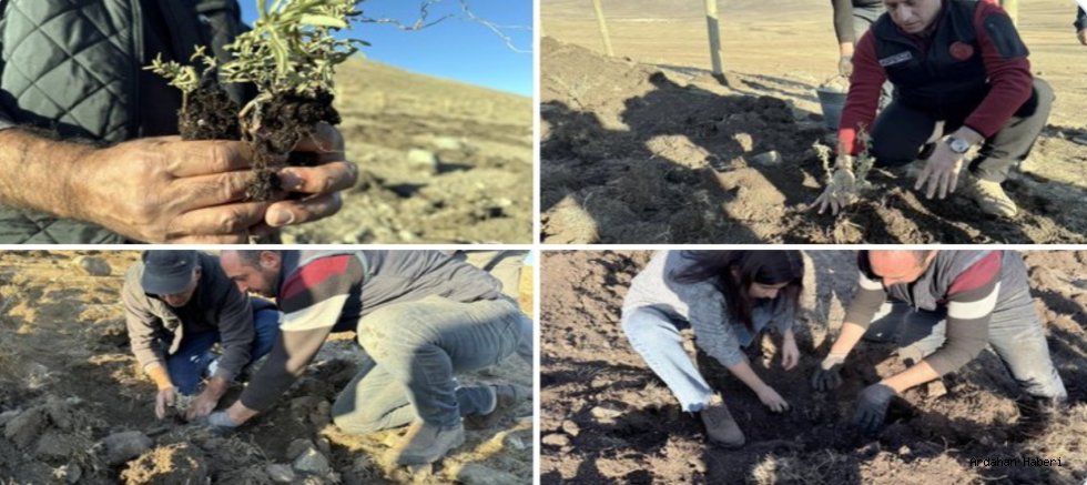 Ardahan’da Çöl Bitkisi Deneyi: Tuz Çalısı İçin İlk Adım Atıldı