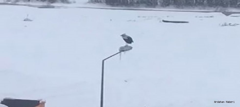 Ardahan’da Dondurucu Soğukta Elektrik Direği Üzerinde Bekleyen Leylek Şaşırttı