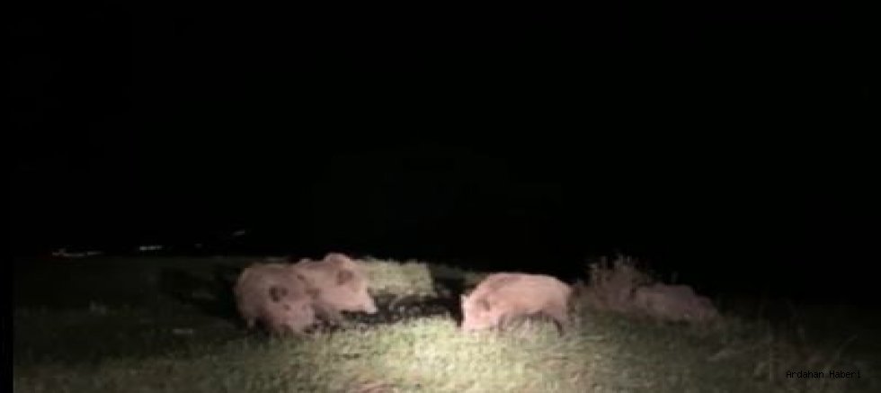 Ardahan’da ekili alanlara zarar veren domuz sürüsü cep telefonu kamerasıyla görüntülendi.
