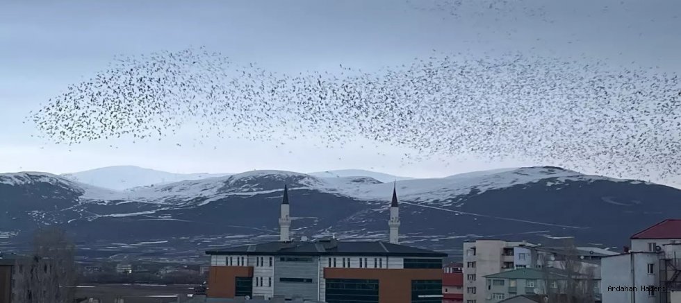 Ardahan’da Gökyüzü Siyaha Büründü: Binlerce Karga Şehri Kuşattı!