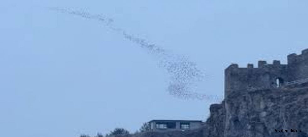 Ardahan’da Gün Batımında Kuşların Muhteşem Dansı Görsel Şölen Oluşturdu