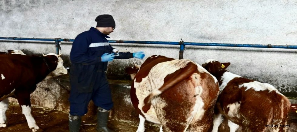 Ardahan’da Hayvan Hastalıklarıyla Mücadele Çalışmaları Sürüyor