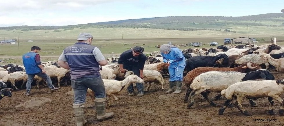Ardahan da Hayvancılığın sürdürülebilirliği için kulak küpesi uygulamasını titizlikle yürütüyor