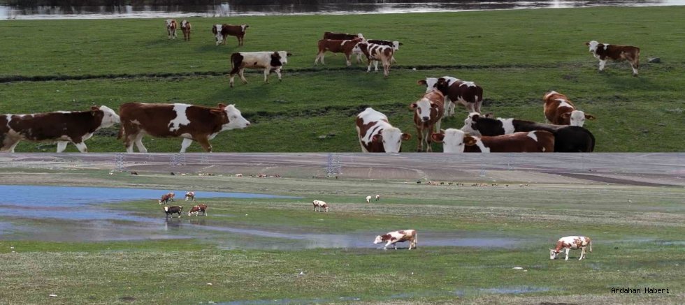 Ardahan’da Hayvancılığın 'Yeşil Reçetesi': Meralar Açıldı
